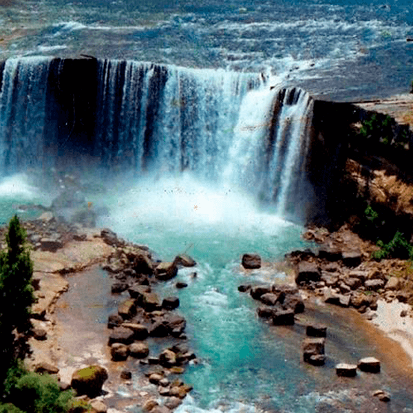 Apis Región Del Biobío
