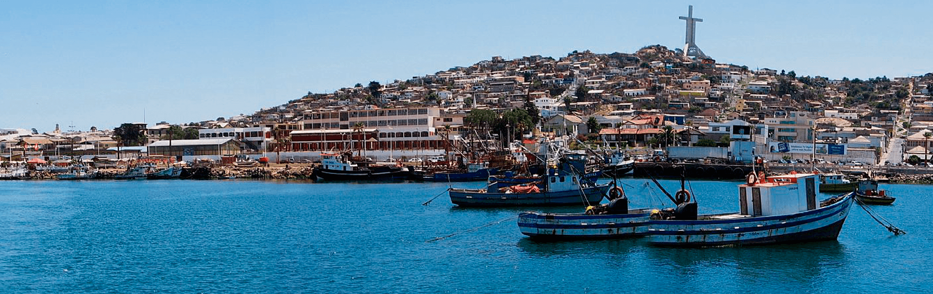 Apis Región De Coquimbo